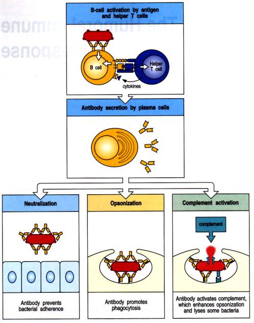 Importance De L`augmentation Du Nombre Des Lymphocytes